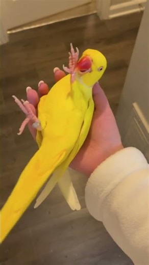 Funny Parrots in Full Power Mode ⚡🦜