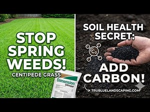 Stop Spring Weeds In Centipede Grass!