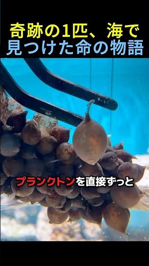 奇跡の1匹、海で見つけた命の物語🍇 #感動する話 #動物