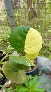 Look at this lovely variegated Sea Grape tree (Coccolaba uvifera) leaf with half-moon variegation at Diane’s Garden in Silang, Cavite 🌿✨” #VariegatedSeagrape #HalfMoonVariegation #DianesGarden #SilangCavite #PlantLovers #GardenFinds #coccolabauvifera | Jo Ann Plastina