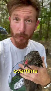 The Chicken Transformation: From Jungle to Barnyard