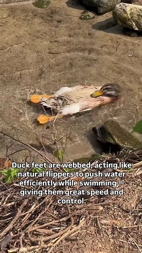 World of Wonders on Instagram: "Duck Feet Act Like Built-In Flippers : Duck feet are webbed, acting like natural flippers to push water efficiently while swimming — giving them great speed and control. . . Credits : @fluffies.duck . . #BuiltForWater #FlipperFeet #WebbedWonders #DuckDive #NatureSwimmer #duck #bird"