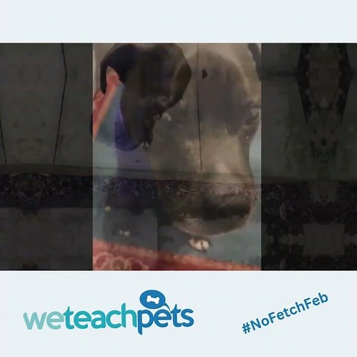 Calm your dog with the 123 pattern game! Quick Start Guide