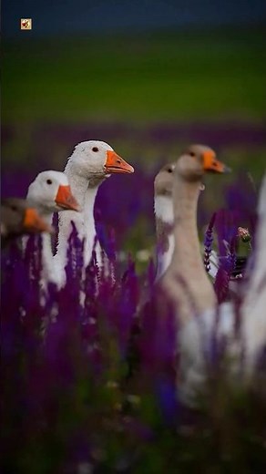 Amazing domestic goose sounds 🪿🪿