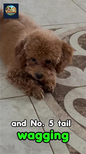 Is Your Dog Showing Love? Top Dog Behavior Signs