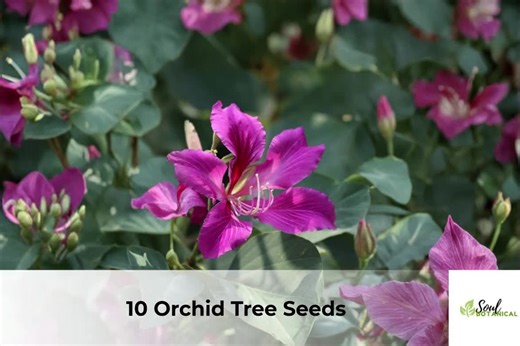 10 Purple Orchid Tree Seeds | Bauhinia Purpurea, Tropical Blooms - Etsy