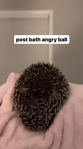 Angry Hedgehog Compilation