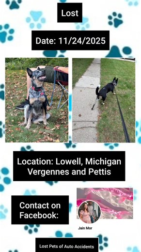 Calling all Auto Accident Angels (AAA) The accident happened November 24, 2025 in Lowell, Michigan near Vergennes and Pettis. #LostPetsofAutoAccidents #November2025 #LOSTDOG #blueheeler #Michigan | Lost Pets of Auto Accidents
