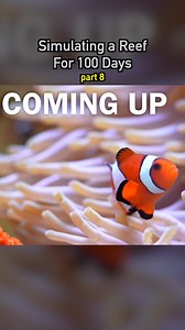 466K views · 7.7K reactions | Simulating a Coral Reef  pt8 #ecosystem #bugs #wildlife #nature #plants #earth #pets #petsofinstagram #aquarium #coral #reef #coralreef | Dr. Plants | Facebook