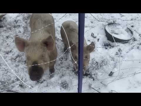 Wintering homestead animals South Carolina