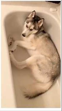 Drama Queen Huskies & Dogs With Attitude: Too Funny to Miss