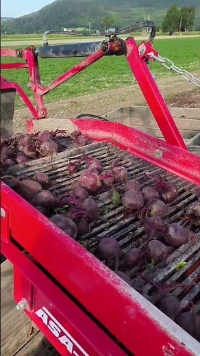 Red Beet Harvest in Action – Fendt & Asa- Lift Combi Precision Farming #agriculturelife 🚜🔥