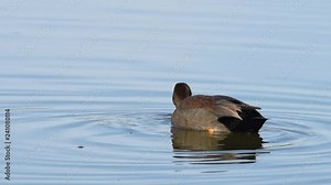 HD Video of male Gadwall duck foraging for food in shallow marsh water. The gadwall is a common and widespread dabbling duck in the family Anatidae.