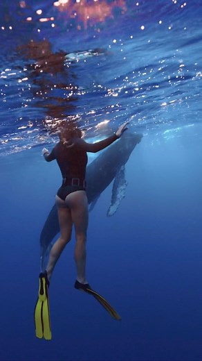 Kinsey | Diving with humpback whales 🐋😳 The male humpback whale would stay about 40ft under the surface and sing for almost an hr to attract a... | Instagram