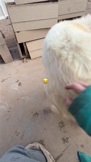 I don’t know about this guy sometimes😂♥️. #keeperofthewolves #packpeculiar #foryoupage #savewolves #wolves