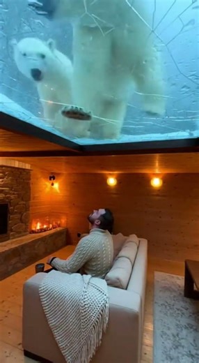 Secret Shelter Hidden Beneath the Ice 🐻❄ #shortvideo #viral