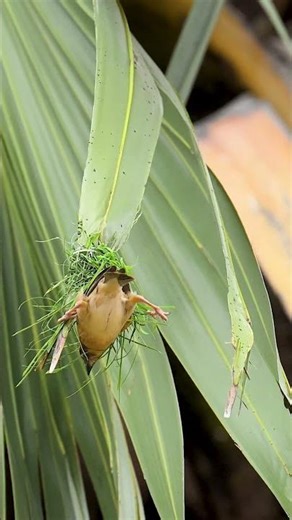 Bird Making home Amazing Bird Home 6#birds
