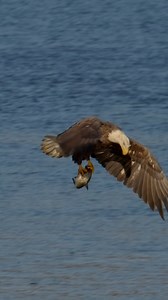 Amazing Bald Eagle fishing! #baldeagle | Mike Lemery Films