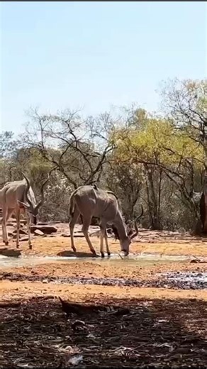 Incredible deer hunt by the Hadzabe tribe#africa #wildlife #hunting #shorts