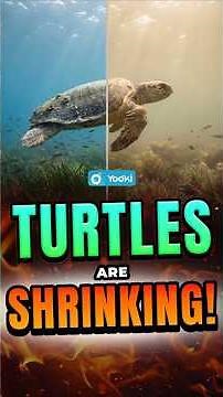 Climate Change Is Shrinking Sea Turtles? 🐢🌍 Shocking Study | UPSC