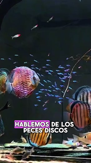 peces.maravilloso on TikTok