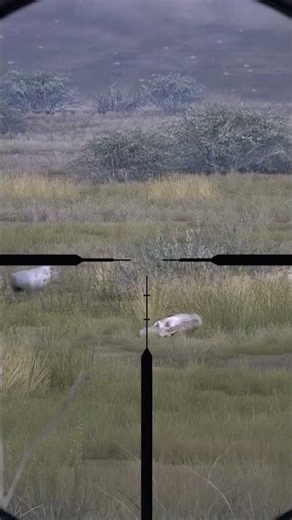 Way of the Hunter | Hog downed! #wayofthehunter