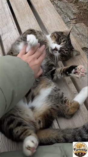 Scientists Discovered Why Cats Purr 😺 It's Not What You Think! #shorts