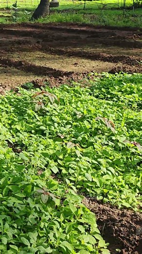 Sun Berry Saplings Guide 🌿 | Planting, Care & Growth Tips