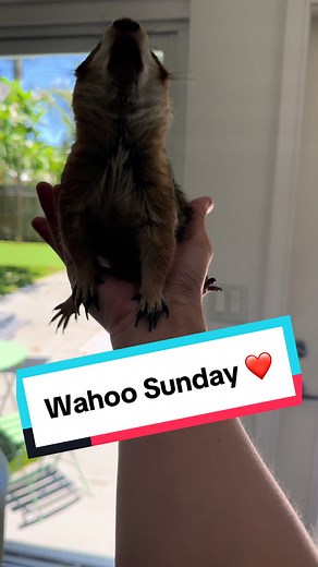 Prairie Dog and Pet Love: Heartwarming Moments