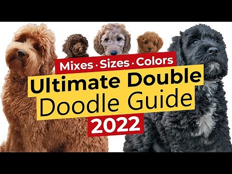 The Ultimate Double Doodle Guide 🐶📃 🔴2022🔴