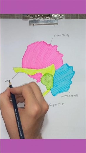 Temporal Bone parts #anatomy #temporal #head