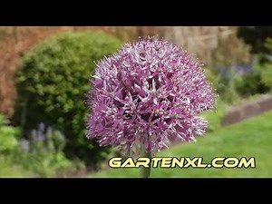 Riesenzierlauch Allium Globemaster Zierlauch Bestäubung durch Hummel