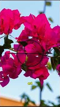 Bougainvillea: the plant that doesn't play by the rules #plants #garden #mindblown