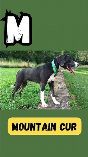 Merry Mutts ABCs| 'M' for Maltese | Dog Names Series for Kids|#abcd#kids #learning#viralvideo#short