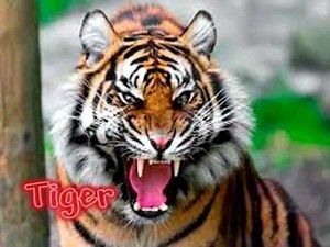 Animal Sounds Real Animals Names, Sounds, with Names