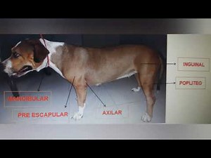 EXAMEN CLINICO GENERAL Y GANGLIOS LINFATICOS PALPABLES EN CANINOS
