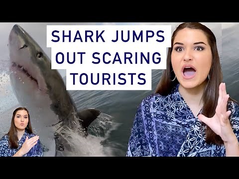 UNBELIEVABLE CAPTURE of Huge Great White Shark jumping out of water scaring tourists on boat.