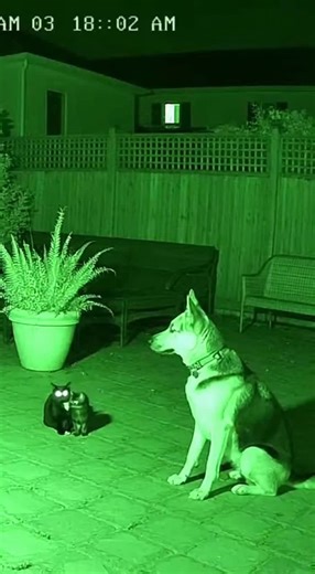 German Shepherd vs Creepy creature | CCTV | Creepy, scary, horror, synth, tension | 100 million views viral video tiktok | creepy history | German Shepherd attacked by Scary creatures | German Shepherd vs Alien Farm CCTV #sora #ai #holloween #horrer #explorepage
