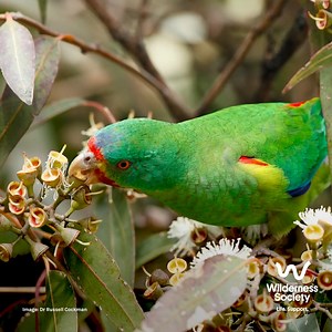 1K views · 245 reactions | Blink and you’ll miss the swift parrot—the...