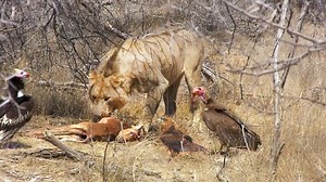 3M views · 44K reactions | An old male lion chased a young male lion that chased vultures that chased a bateleur off an impala carcass! Watch the dramatic flow of events that happened a few days ago. | Latest Sightings - Kruger | Facebook