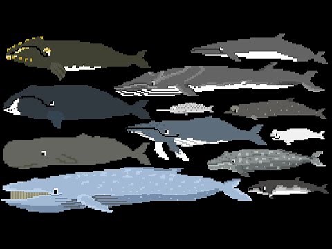 Whales - Animals Series - The Kids' Picture Show (Fun & Educational Learning Video)