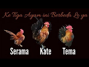 The Difference Between Serama Chicken, Kate Chicken and Tema Chicken (Kate Serama) #differentiati...