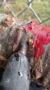 The 'Pop' heard 'round the world