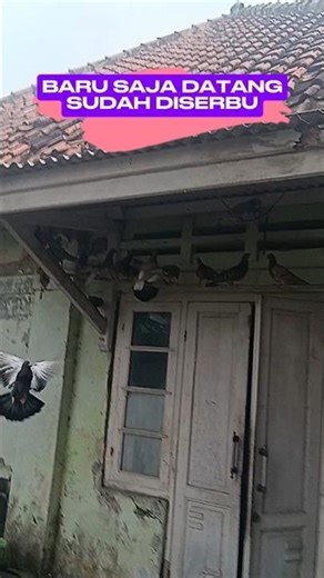 Just Arrived Immediately Attacked by Pigeons #shorts #pigeons