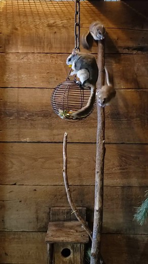 Did you know that flying squirrels are the most common squirrels in the state of Ohio? Because they are nocturnal, most people don't realize they even exist! Despite their name, flying squirrels can't actually fly, they glide. With their patagium, a thin membrane connecting their front and back legs, these little squirrels can easily glide from tree to tree avoiding predators and searching for food. Visitors to Back To The Wild rarely get to see our flying squirrels as they spend their days slee