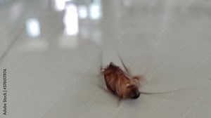 close-up cockroach is going to die on the floor in the kitchen after using using insecticide