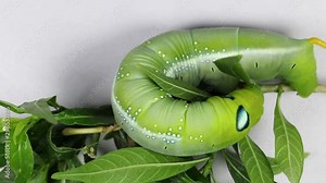Beautiful of Daphnis nerii, Pupa Stage or Chrysalis Stage.