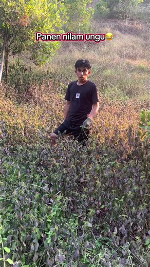 Panen Nilam Ungu: Cara Panen dan Pengolahan Nilam Dehidrasi