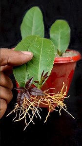 How to Grow Lemon Tree from Cutting Lemon Leaves With Grape Fruits