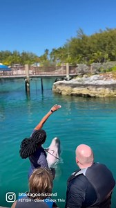 Leaping into paradise! 🐬✨ Witness the breathtaking grace of our majestic dolphins as they soar through the crystal-clear waters of Blue Lagoon Island.🌊💙 | Bahamas Blue Lagoon